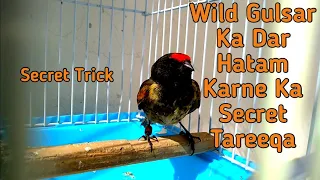 Gulsar Bird K Dar Ko Hatam Karne Ka Secret |Gulsar K Dar Ko Hatam Karne ka Tareeka |JFB