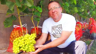 🔴🔴Better Than Expected. Grapes in the Minsk Region.