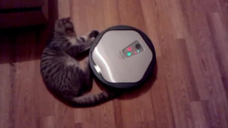 Funny cat vs iRobot         Кот vs робот-пылесос