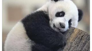 Funny Cute Panda Compilation