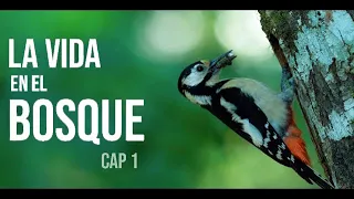 LA VIDA EN EL BOSQUE. Como fotografiar al Pájaro Carpintero. Pico Picapinos