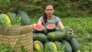 Single Mom: Harvest Watermelon Goes To Market Sell - Grandma Make a Trellis For Beans - Daily Life