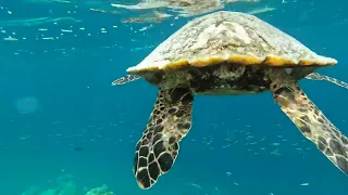 Turtle at Kandolhu, very friendly