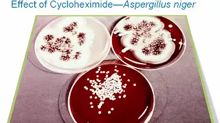 Introduction to Clinical Mycology: Part 3 [Hot Topic]