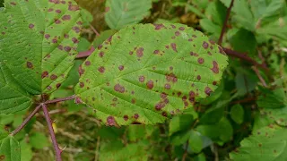 Basidiomycota Part 1: Ustilaginomycotina and Pucciniomycotina (Smuts and Rusts)