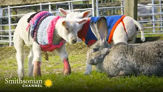 This Giant Rabbit Is Like a Mother for Orphan Lambs 🐰 Amazing Animal Friends | Smithsonian Channel