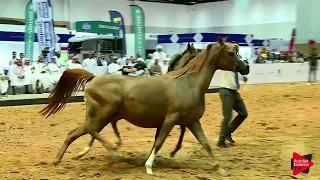 Dubai Arabian Horse Auction 2019 - pt.2