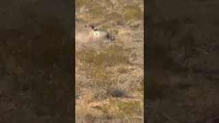 HEART SHOT ON NEW MEXICO ORYX!!!