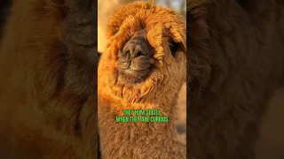 Alpacas  Don't Kiss Only Spit 😄#shorts