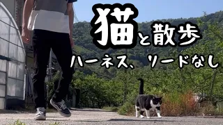 猫に散歩は必要でしょうか？