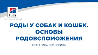 Вебинар на тему: «Роды у собак и кошек. Основы родовспоможения». Лектор – Екатерина Вершинина