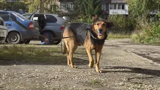 Жителей ухтинского микрорайона Ветлосян держат в страхе две собаки