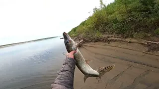 Рыбалка!Хищники на Енисее.Часть первая.Fishing! Predators on the Yenisei. Part one.