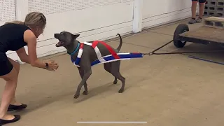 Thai Ridgeback Dog Yunga - UKC Weight Pull Trial - 536lb / 244kg - Total Dog Qualifier