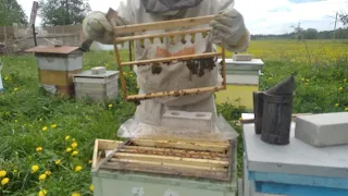 Пчеловодство с нуля - Вывод маток для любительской пасеки - Проверка прививки