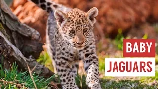 Baby Jaguar Cubs Are Mischievous Compilation!