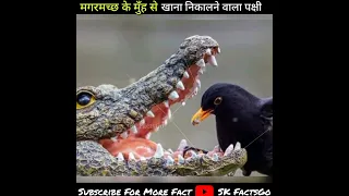 मगरमच्छ के मुँह से खाना निकालकर खाने वाला पक्षी |  #shorts #sk_factsgo #indiashorts #viralshorts