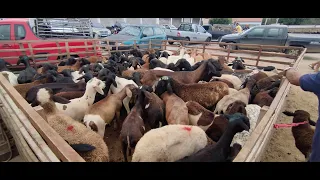 FEIRA DE OVELHAS E CABRAS DE CANSANÇÃO