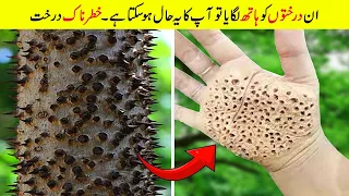 سب سے خطرناک درخت جو آپ کو کبھی نہیں چھونا چاہئے۔ | Most Dangerous Trees You Should Never Touch