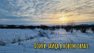 Поиск зайца в новом овраге!