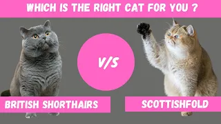 British Shorthair VS Scottish Fold: Which One is Right For You?