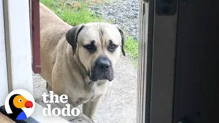 Stray Mastiff Takes His Very First Steps Inside A House | The Dodo