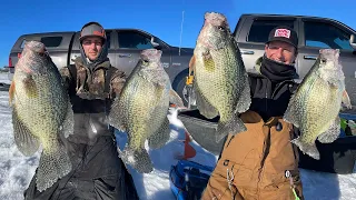 INSANE SCHOOL OF OVERGROWN CRAPPIES! (Limited Out)