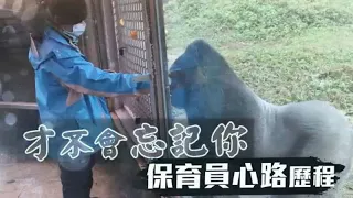動物園大猩猩將離台　保育員淚眼：好好保重 | 台灣蘋果日報