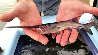 Paddlefish Stocking - NDGNF