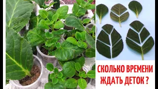 🌺 Глоксинии 🌺 СКОЛЬКО времени ЖДАТЬ ДЕТОК  из ФРАГМЕНТОВ ЛИСТА❓