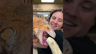 Feeding my huge iguana 🦎