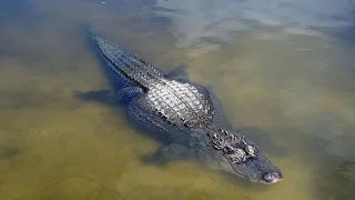 На курорте Дисней во Флориде обнаружено тело мальчика, убитого аллигатором