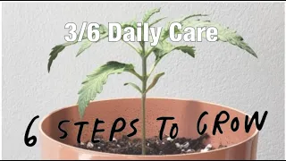 Dynasty Cannabis Grow Kit: Step 3: Daily Care!