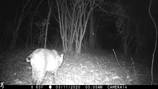 Backyard Trail Camera, Path Cam 1, 6 months. South Louisiana.