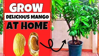 How To Grow a Mango Tree From Seed | Expert Ways No one Will Tell You