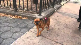 10 hours walking around NYC as a Brussels Griffon