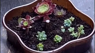 A20-Propagating Succulents: Leaf and Cutting Techniques