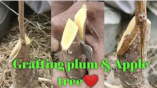 Grafting plum and Apple tree and table graft 100% successful technique 😉