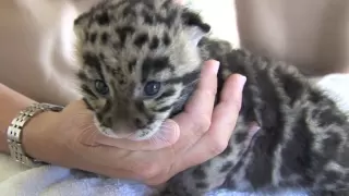 Newborn Clouded Leopard Cubs - 1 month old.