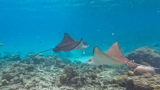 Two Large Eagle Rays at Reethi Beach Resort, Maldives