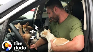 Snarling Rescue Chihuahua Becomes A Daddy's Boy  | Ruff Life With Lee Asher