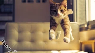 Приколы с котами (не допрыгнул) - Cats funny