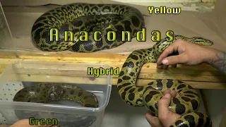 Anaconda Differences- Green, Yellow & Hybrid