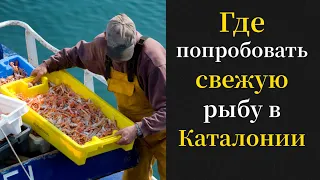 Где попробовать самую свежую рыбу и морепродукты. Откуда берется рыба на прилавках магазинов.