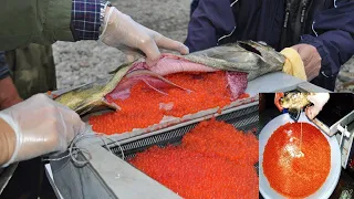 Amazing Salmon Egg Harvest And Raising Hatchery Trout, Automatic Fish Processing Factory