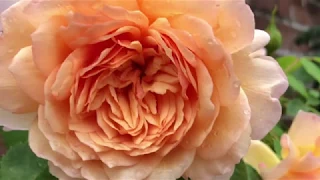 David Austin Rose , Dame Judi Dench