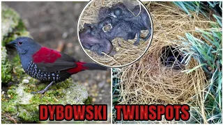 The Dybowski Twinspots a complete BREEDING GUIDE #birds #aviary #bird