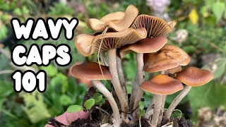 Wavy Caps, Psilocybe cyanescens | UK Magic Mushrooms