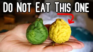 Why Nobody Ever Eats Ripe Makrut Limes