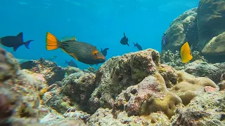 Coral reef. Reethi Beach Resort. Fonimagoodhoo. Maldives. (12.2022)